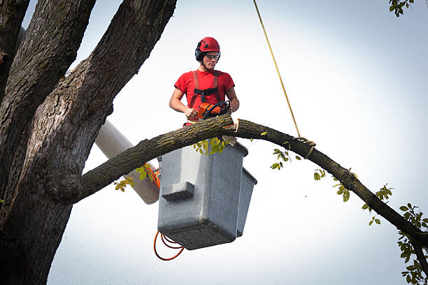 Best Tree Removal Near Me  in Fall City, WA